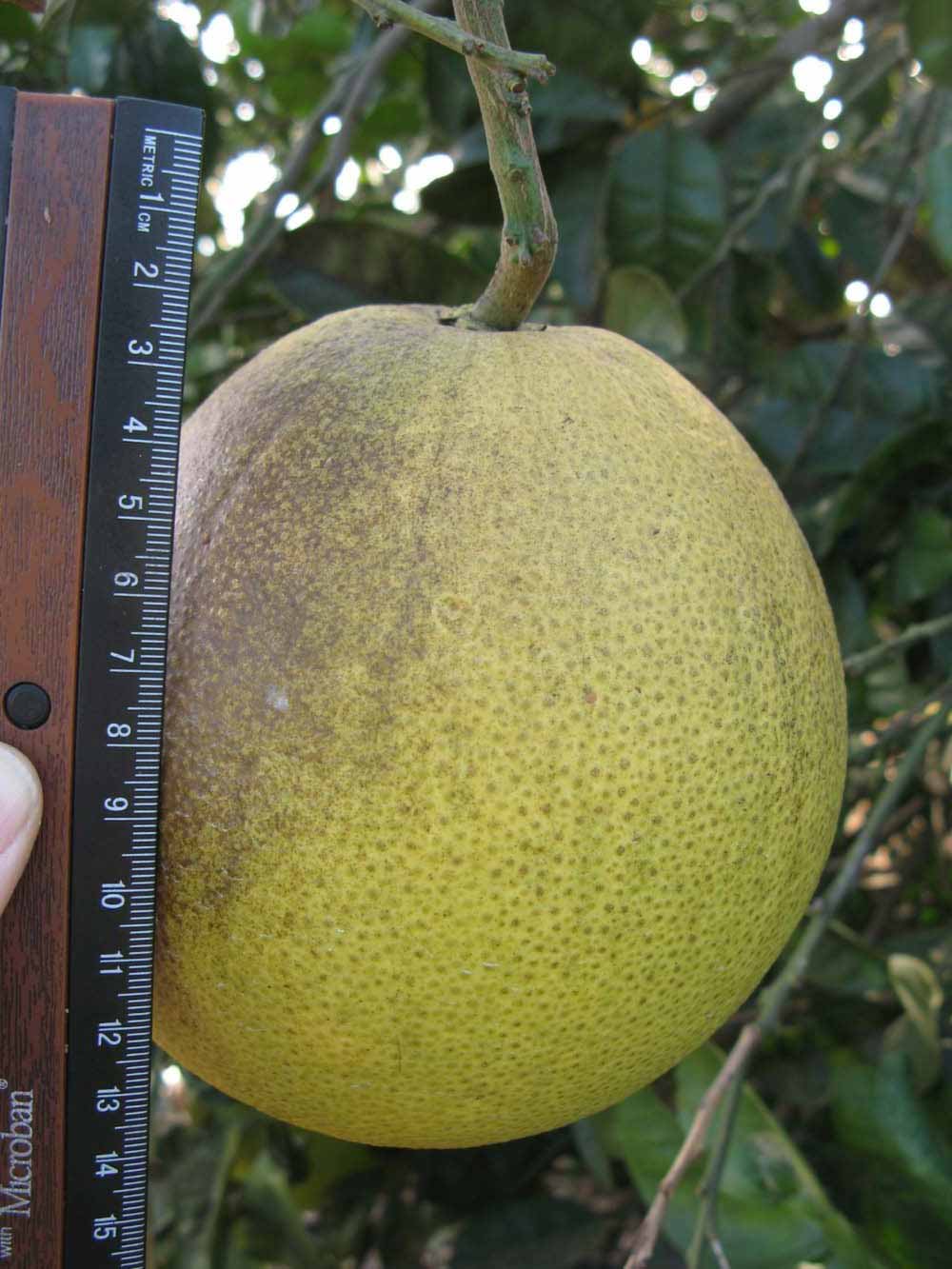            Fruit (Winter Haven, FL)   